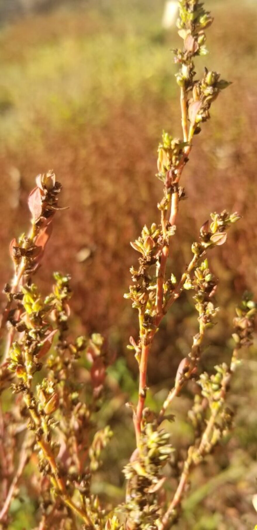 Erect knotweed is found primarily in the northeastern and north-central parts of the United States.