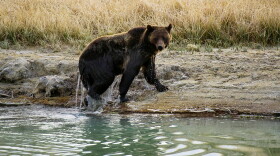 A Grizzly bear in Yellowstone National Park in Wyoming. (Karen Bleier/AFP/Getty Images)