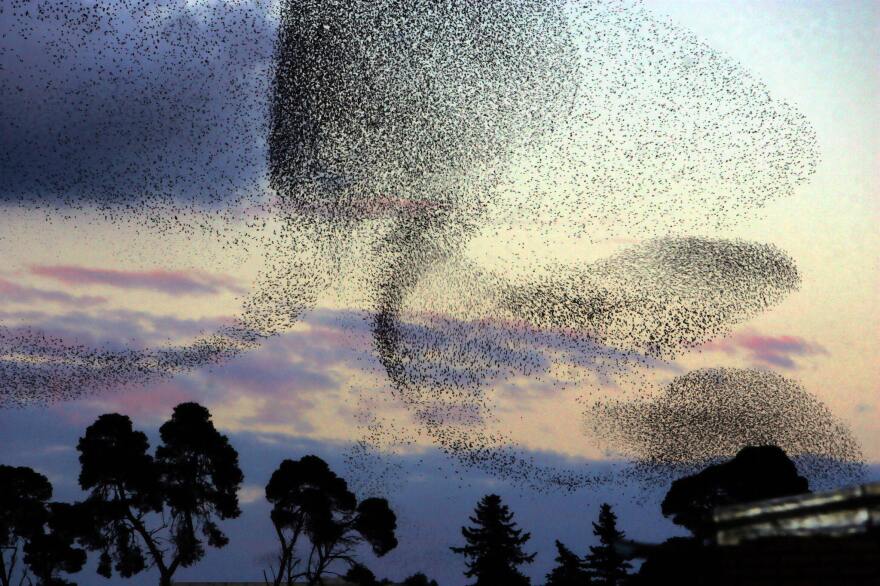 A large flock of starlings flies over a park at sunset in Algiers, Algeria, in 2006. Millions of birds migrate every year, arriving from Europe and crossing into Africa.