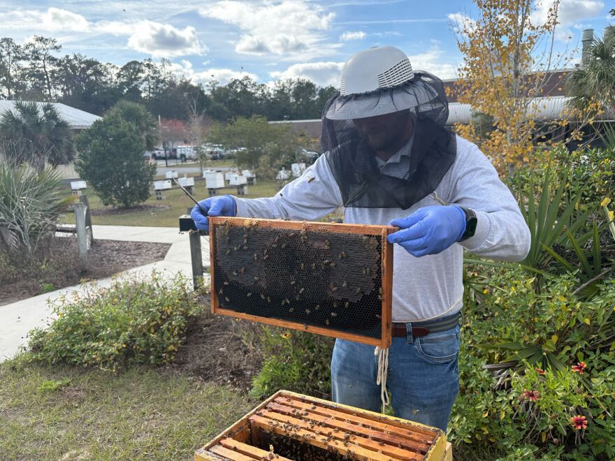 Chris Oster, lab manager for the UF Honey Bee Research and Extension Laboratory in Gainesville, inspects a frame for capped brood –the bees’ teenage stage– in winter.