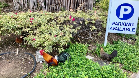 Feral chickens wander around near downtown Honolulu on April 19, 2023. (AP Photo/Jennifer Sinco Kelleher)