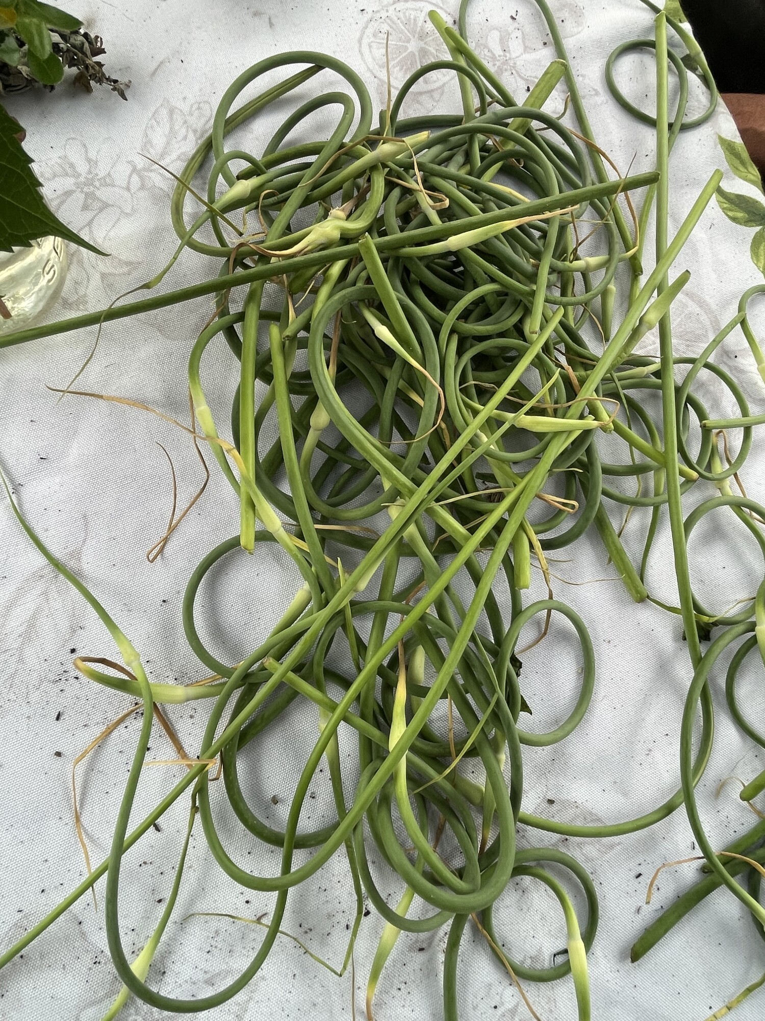 Cooking with garlic scapes
