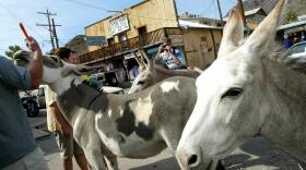 In Oatman, Ariz., burros are likely to nuzzle with tourists and are notoriously difficult to move out of harm's way.