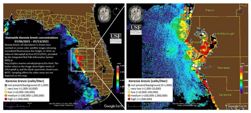maps of Florida and Tampa Bay area show red tide concentrations