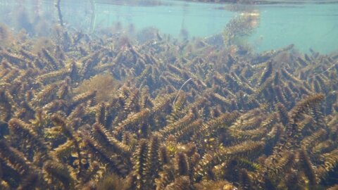 An elodea-infested lake.