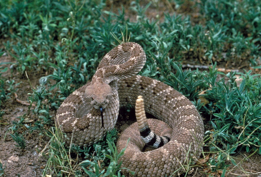(Gary Stolz, Wikimedia Commons)