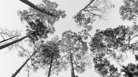 Slash pines in Florida’s Okefenokee Swamp.