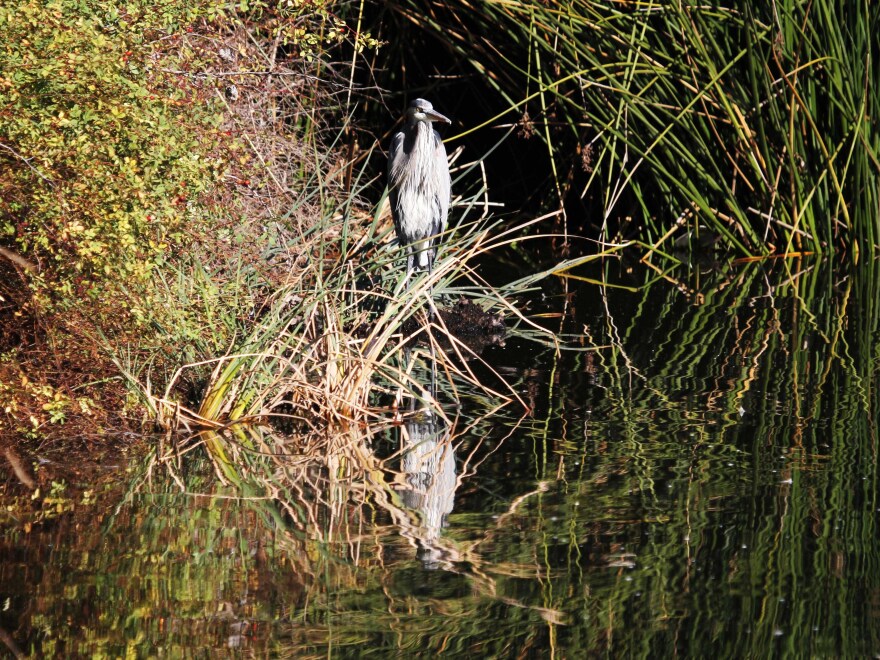 Experts say the reserve was home to more than 200 bird species, including the great blue heron.
