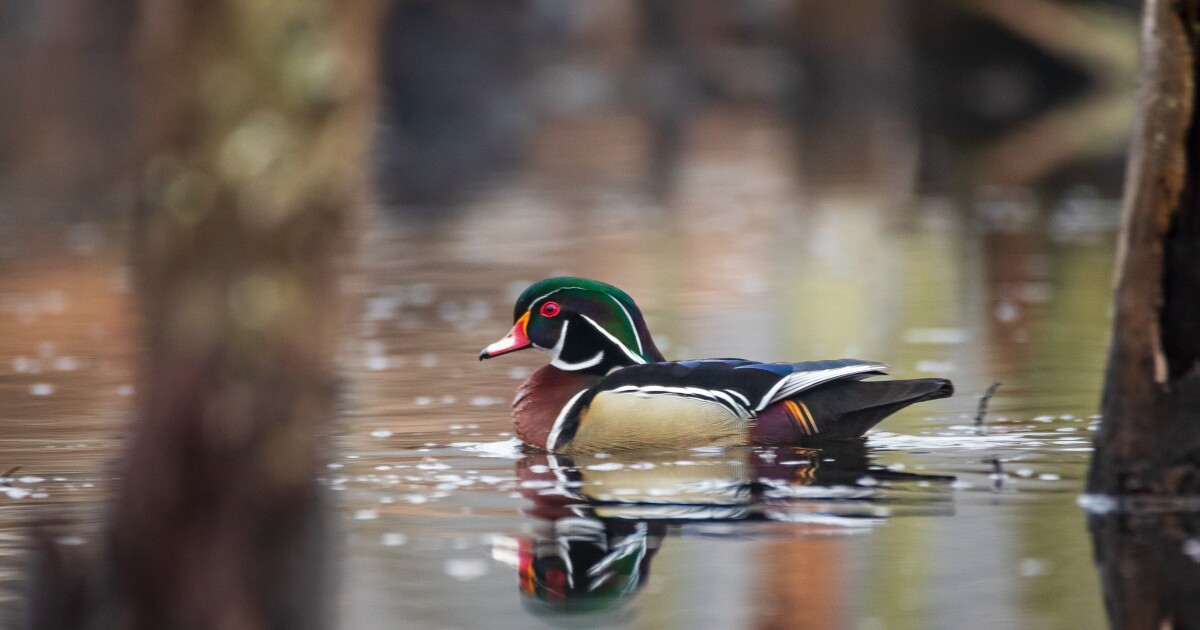 Wildlife stamps aim to improve conservation across the Great Lakes region