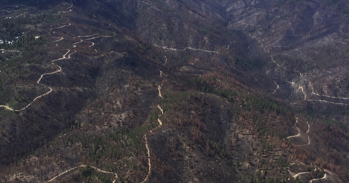 A Year After The Pioneer Fire, The Burn Area Has Something In Common