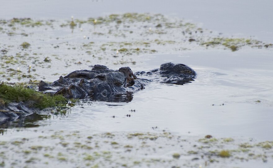Alligator mississippiensis