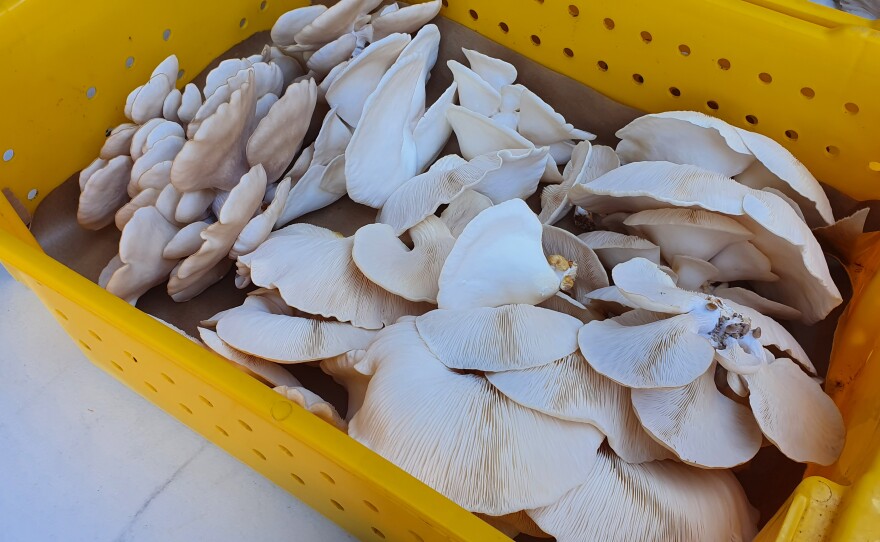 Just one of several bins ready for market