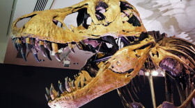 A Tyrannosaurus Rex dinosaur fossil skeleton is displayed in a gallery at Christie’s auction house on September 17, 2020 in New York City. (Spencer Platt/Getty Images)