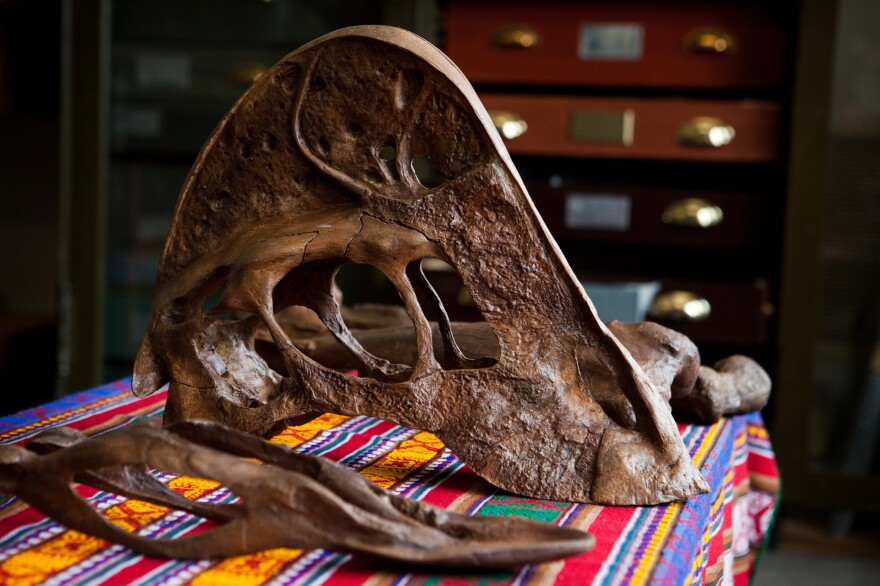A reconstruction of the skull of the <em>Anzu wyliei </em>at the National Museum of Natural History in Washington, D.C. Its foot-long lower jaw and powerful toothless beak suggest <em></em>the bird-like creature may have been omnivorous, paleontologists say.