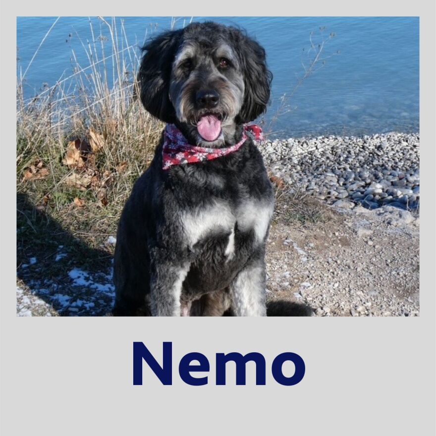 Photo of Nemo the dog in a polaroid frame with his name in blue text underneath