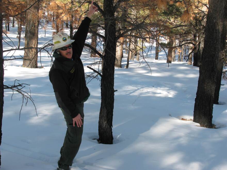 Coconino National Forest Soil and Water Specialist Dick Fleishman points to a tree that was moderately burned by June's Schultz Fire.