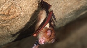 This Bornean horseshoe bat and other bat species can harbor coronaviruses. The nonprofit group EcoHealth Alliance had U.S. government funding for an ongoing research project in China on bats and coronaviruses — until the money was cut on April 24.