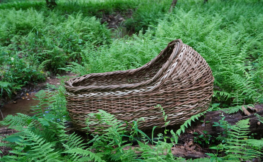 A Kudzu bassinet in the forest.