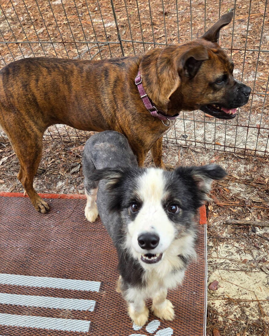 A blue merle border collie with a gray and white coat looks up at the camera on an outdoor mat, standing next to a larger brindle dog wearing a purple collar inside a fenced enclosure.