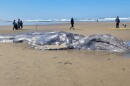 A dead gray whale on a beach near Florence, March 26, 2026.