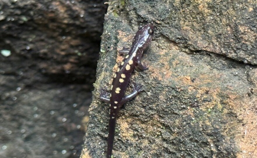 It mainly lives underground and thrives in moist environments.