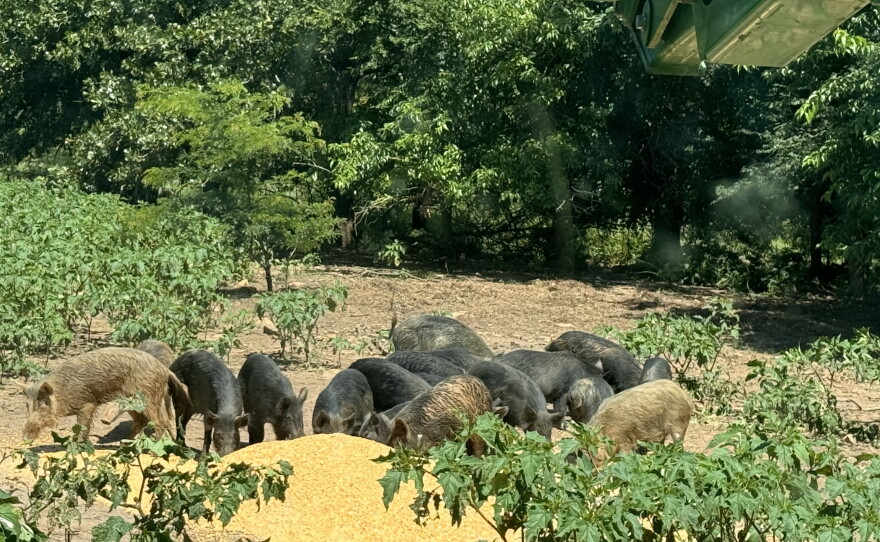Choctaw hogs