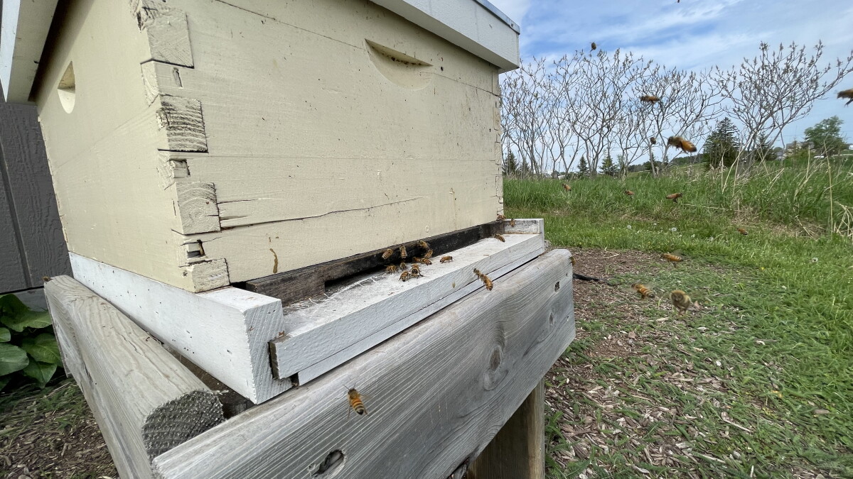 Looking closely at, and learning from, Michigan's bees - Vimarsana News