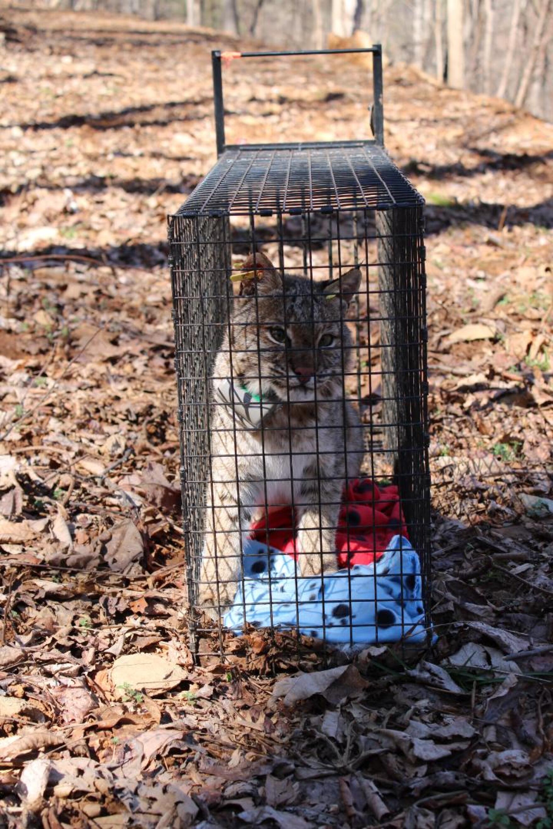 Scientists track bobcats in Virginia, hoping to protect them and other wildlife WVTF