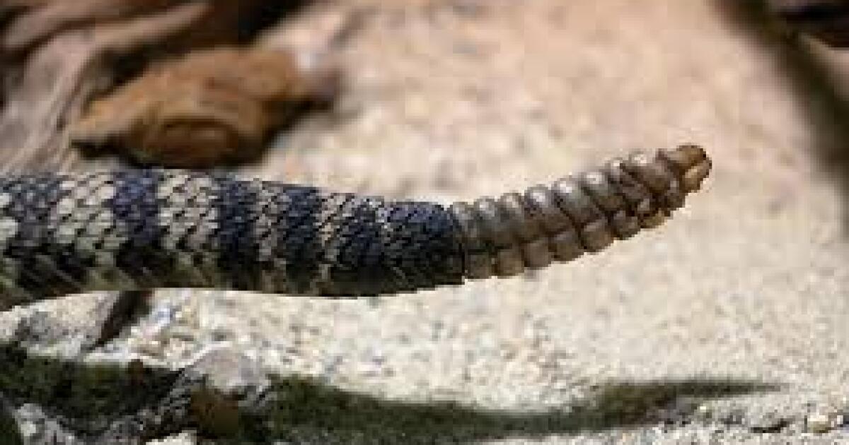 rattlesnake tail