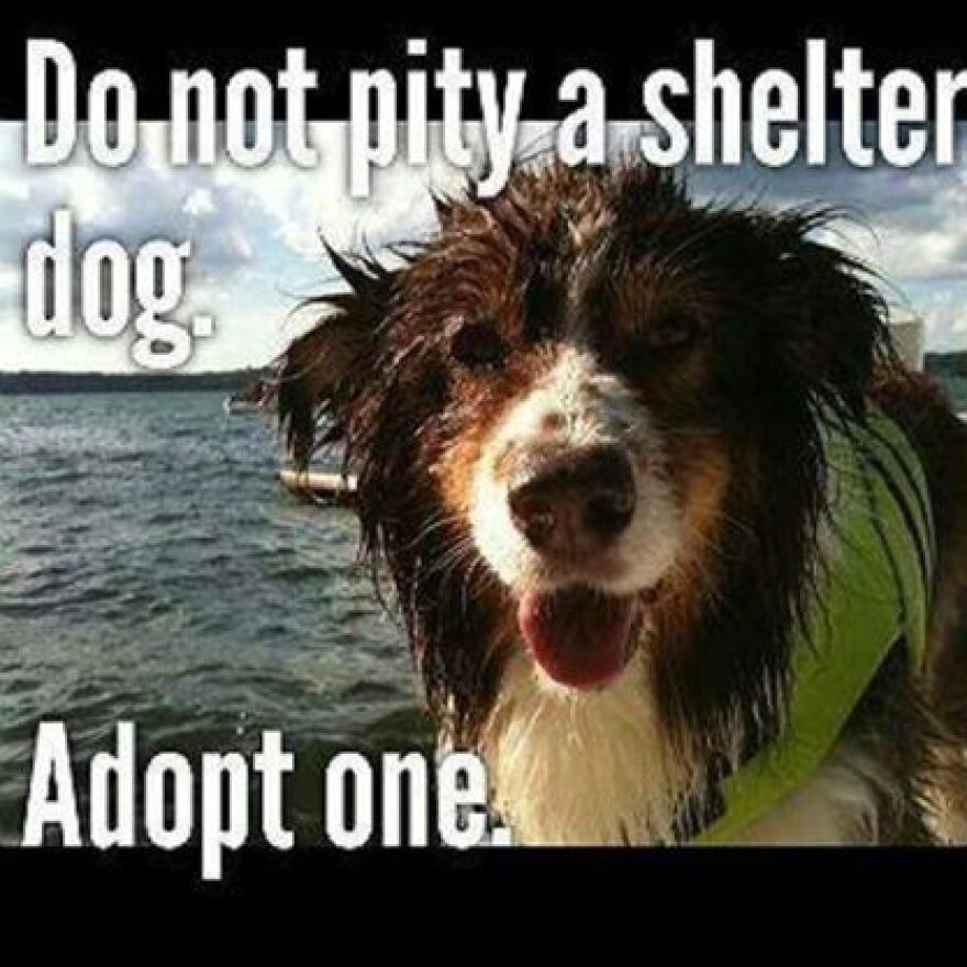 Shelter animals do not need pity - they need good forever homes!