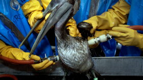 Rescuers clean a brown pelican Saturday at the Fort Jackson Wildlife Rehabilitation Center at Buras, La.