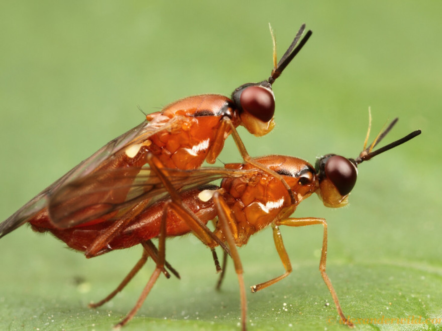 'Sex On Six Legs': When Insects Go Wild | New England Public Media