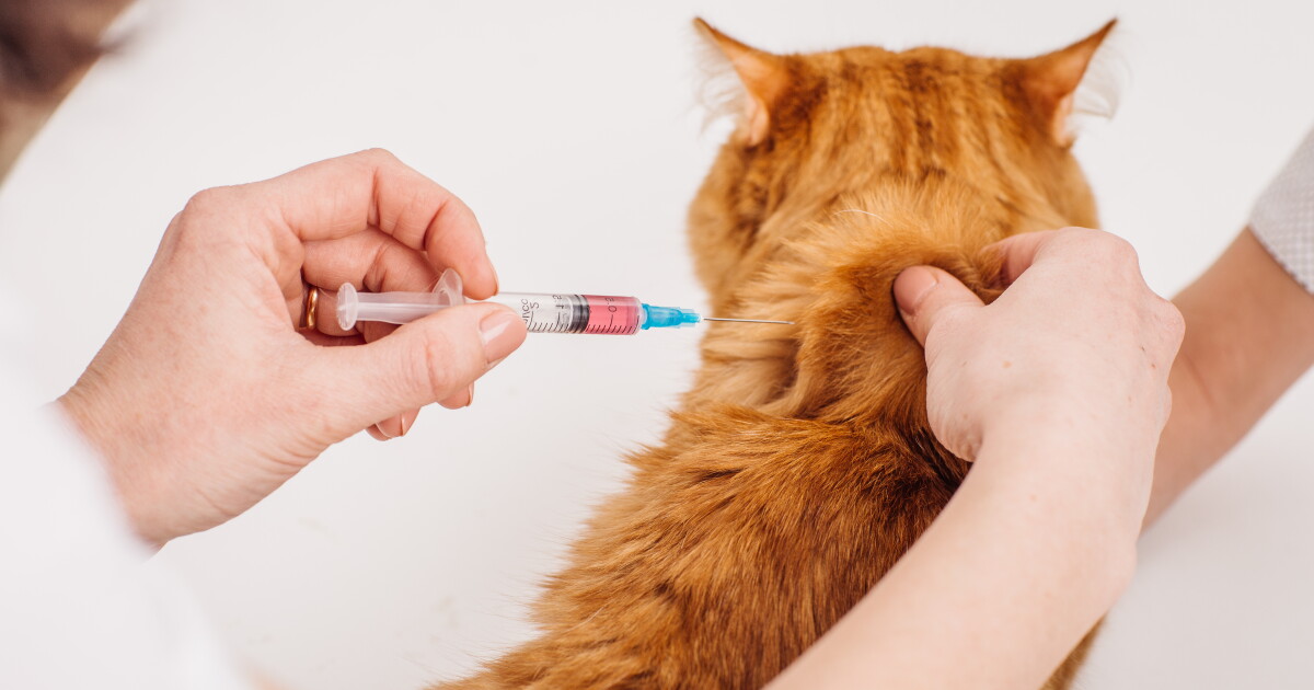 Lollypop event includes free vaccinations for cats