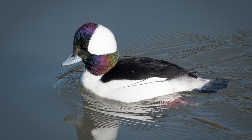 A male bufflehead.