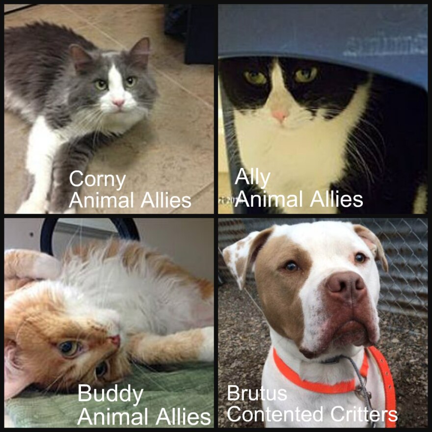 Grey and white long-haired cat, black and white short-haired cat, orange and white long-haired cat, brown and white dog