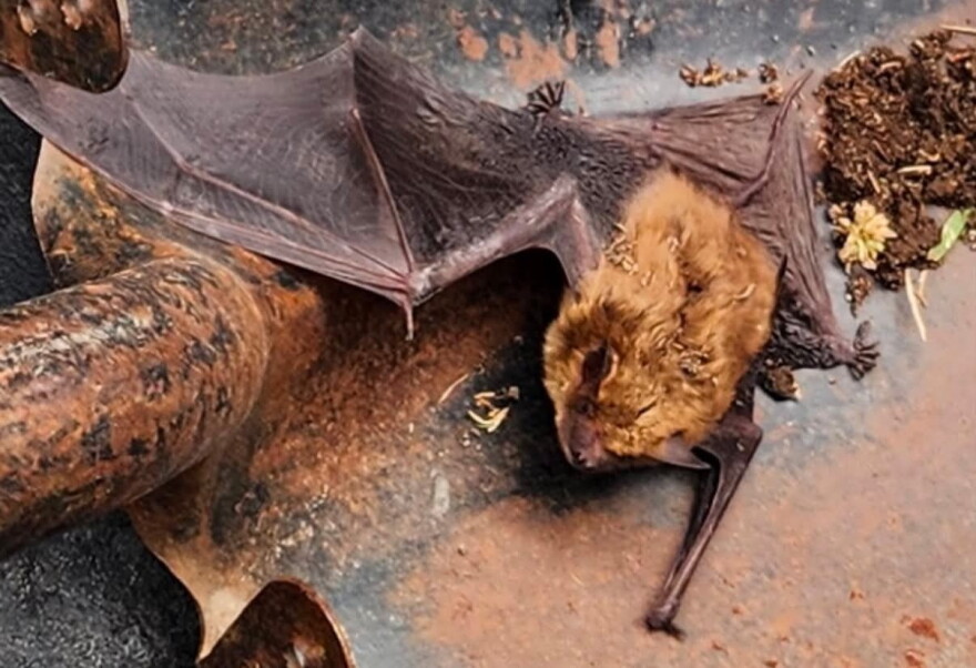 A photo taken by a Truesdell staff member as a recently deceased bat is carried out on a shovel. Staff and students routinely encounter bats at the school.