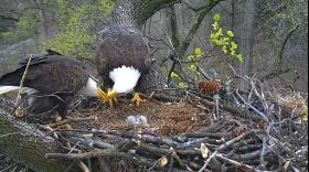 Mr. President, The First Lady, DC2 and DC3 at feeding time Sunday morning.