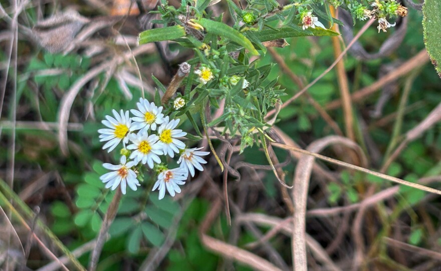 Prairie aster.
