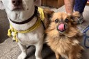 Two dogs stand patiently by a water bowl. The dog on the left is a comely white short-haired pup and the dog on the right is fluffy with tan fur, and is captured mid-mlem. 
