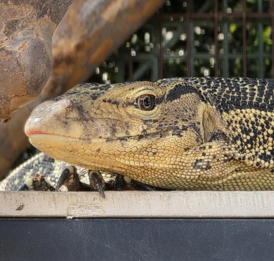 Close up of lizard's face 