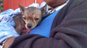 Larneice Williams brings her 6-year-old Chihuahua, Mr. King, to the St. Francis Pet Care every other Tuesday to get his routinely checkup and food. Mr. King is considered a regular at the clinic.