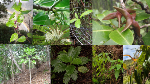 A collage of endangered plants in Hawaiʻi.