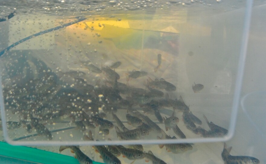 Tiny rainbow trout, called fry, were transported in a car so a pump could be plugged into to keep airflow to the fish.