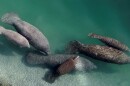 A group of manatees is pictured in a canal where discharge from a nearby Florida Power & Light plant warms the water in Fort Lauderdale, Fla. 