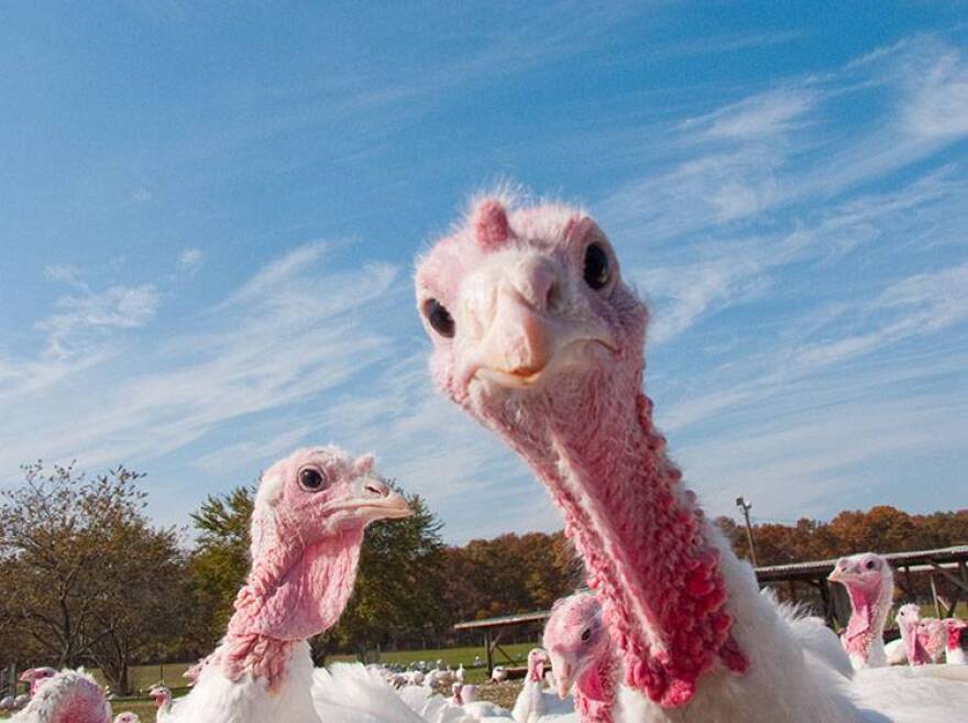 Turkey prices are expected to be 8 to 10 percent higher than last year.
