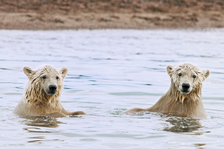 Two polar bear cubs near Kaktovik during a trip with Kaktovik Tours.