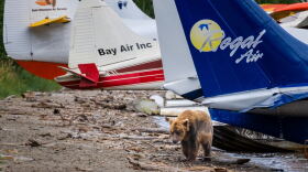 Katmai National Park is famous for bear watching, and because it’s off the road system, most people get to the park via planes. (Brian Venua/KMXT)