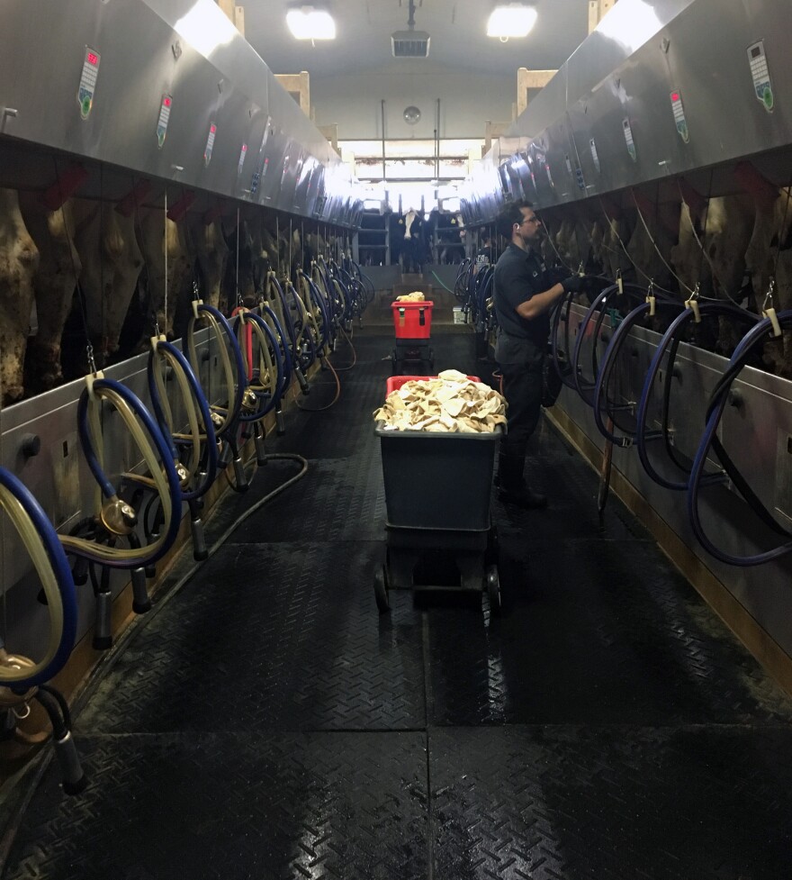 Cows sit in stalls to either side as a worker cleans them for milking. More cows peek in from the back