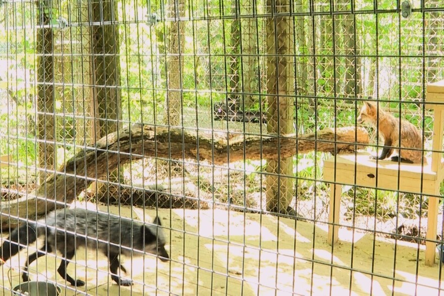 Foxes explore their enclosures May 9 at the Exotic Feline Rescue Center in Center Point, Indiana.
