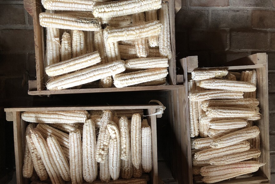 Freshly harvested seed corn needs to dry thoroughly before grinding. This corn is drying in crates near a woodstove.